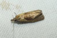Phtheochroa inopiana