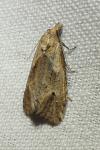 Phtheochroa inopiana