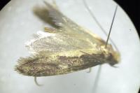 Monopis crocicapitella