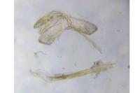 Monopis crocicapitella