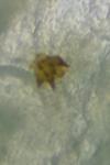 Acleris hastiana