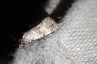 Neocochylis molliculana