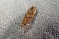 Ypsolopha sylvella