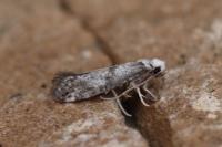 Paraswammerdamia nebulella