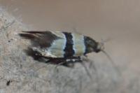 Goidanichiana jourdheuillella