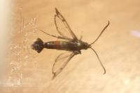 Synanthedon formicaeformis