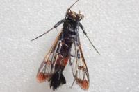 Synanthedon formicaeformis