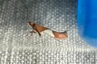 Caloptilia stigmatella
