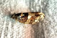 Eudemis profundana
