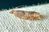 Ancylis achatana