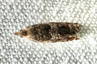 Ancylis achatana