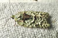 Acleris literana