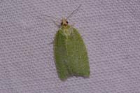 Tortrix viridana