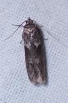 Blastobasis glandulella