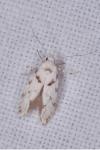 Parastenolechia nigrinotella