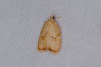 Acleris forsskaleana