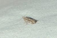 Anarsia innoxiella