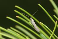 Coleophora laricella