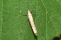 Ypsolopha falcella