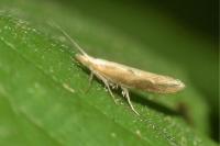 Ypsolopha falcella