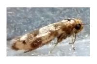 Enolmis acanthella