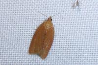 Clepsis consimilana