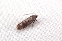 Clavigesta sylvestrana