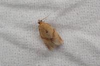 Clepsis consimilana