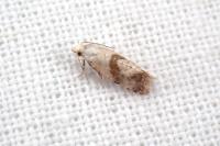 Cochylis epilinana