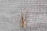 Coleophora vibicella
