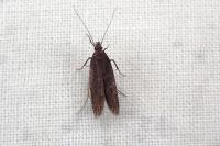 Neofaculta ericetella