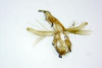 Neofaculta ericetella