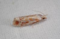 Rhyacionia buoliana