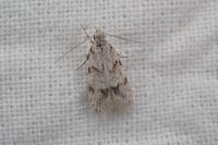 Symmoca signatella