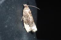 Hedya nubiferana