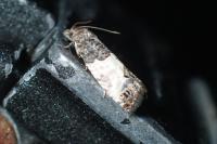 Spilonota ocellana