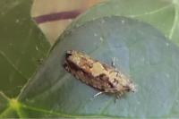 Zeiraphera isertana