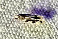 Parachronistis albiceps