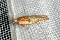 Eucosma gr. cana