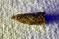 Enarmonia formosana