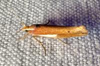 Ypsolopha parenthesella