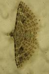 Alucita hexadactyla