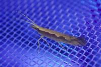 Plutella xylostella