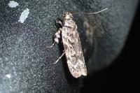 Psoricoptera gibbosella