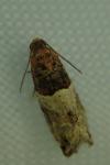 Gypsonoma aceriana