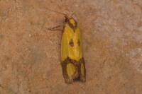 Agapeta zoegana