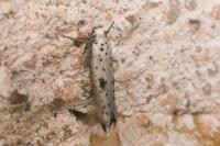 Yponomeuta plumbella