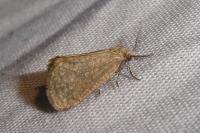 Bijugis bombycella