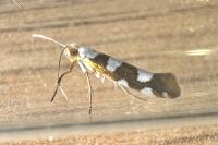 Argyresthia brockeella
