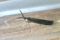 Coleophora mayrella